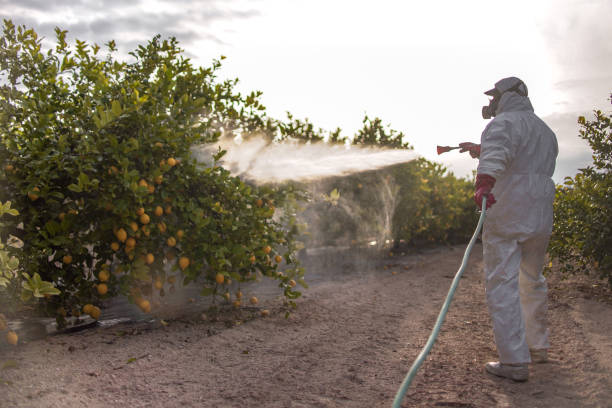 Best Bed Bug Extermination  in Starbuck, MN
