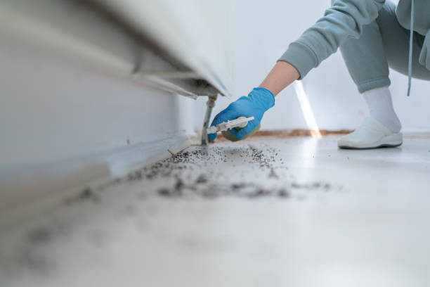 Insect Control in Starbuck, MN